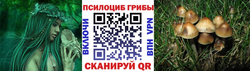 гидра как войти  Питкяранта  Псилоцибиновые грибы Psilocybe 